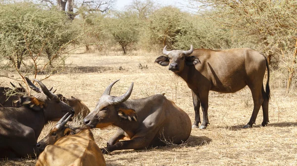 Vahşi buffalo dinlenme — Stok fotoğraf