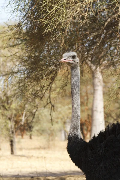 Avestruz salvaje de cuello largo — Foto de Stock