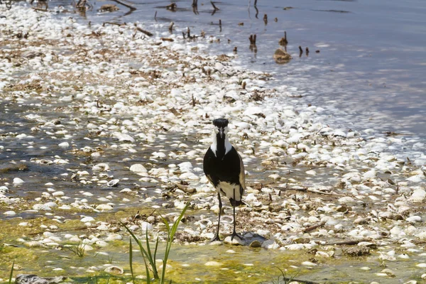 Spur-winged plover — Stock Photo, Image
