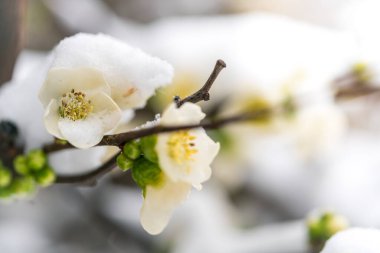 Kar yağarken çiçek açar.