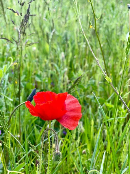 Fleurs sauvages dans l'herbe verte du printemps. Un seul coquelicot rouge se balançant dans le vent par une journée ensoleillée. — Photo