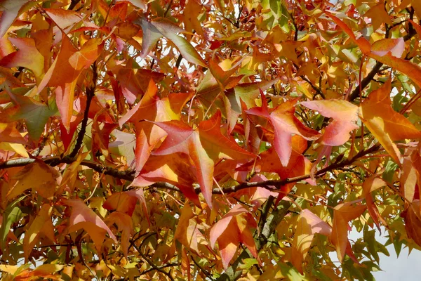 Feuilles d'automne colorées accrochées à l'arbre — Photo