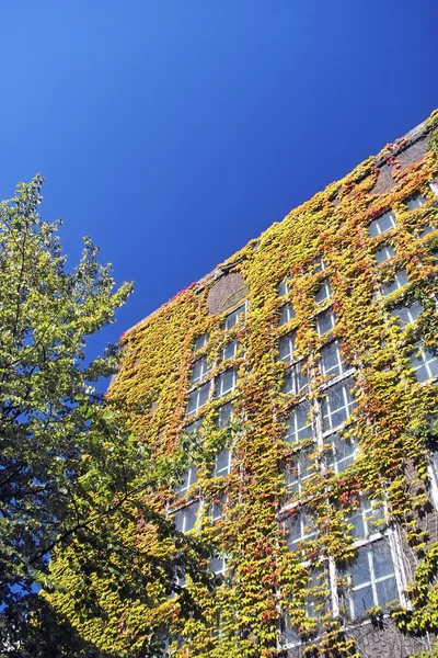 Colorful ivy climbing up an old warehouse — Stock Photo, Image