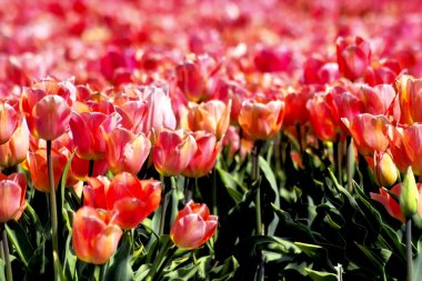 Mistik alan Pembe Laleler