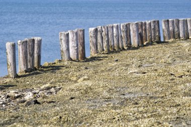 Zeeland su kenarı boyunca ahşap direklerin