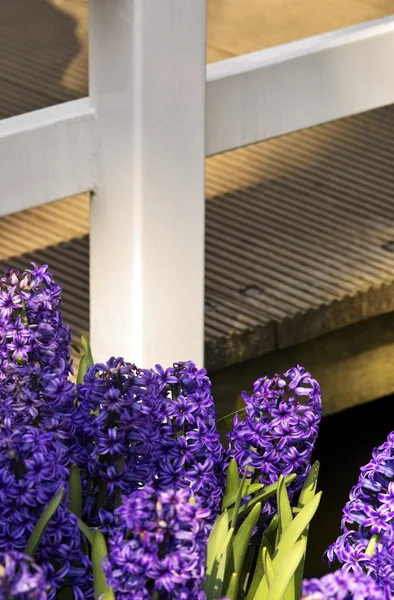 花园中的紫色风信子 — 图库照片