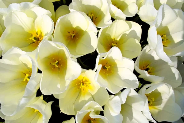 Белые тюльпаны сверху — стоковое фото