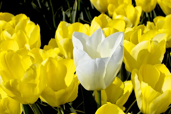 Enda vit tulpan i ett fält av gula blommor — Stockfoto