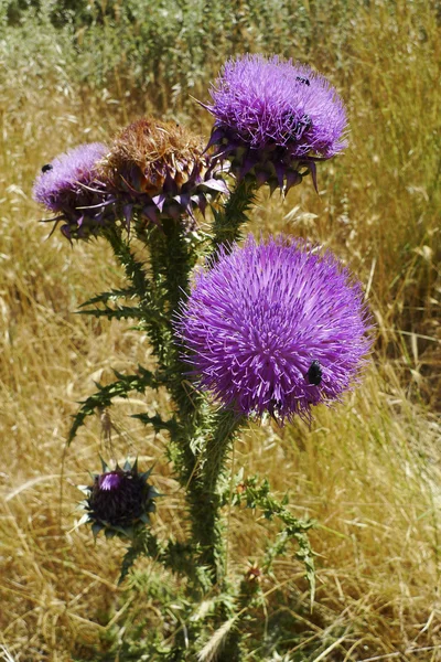 Purple thistle in grass field — Stock Photo, Image