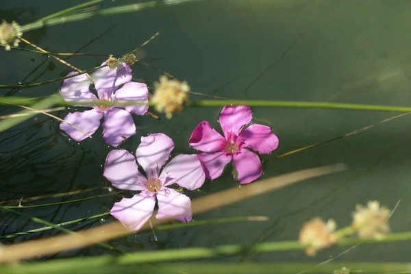 Blumen treiben am Ufer des Flusses entlang — Stockfoto