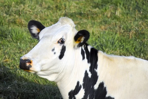 Крупним планом корова дивиться — стокове фото