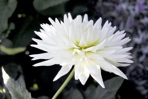 Одномісний білий хризантеми — стокове фото