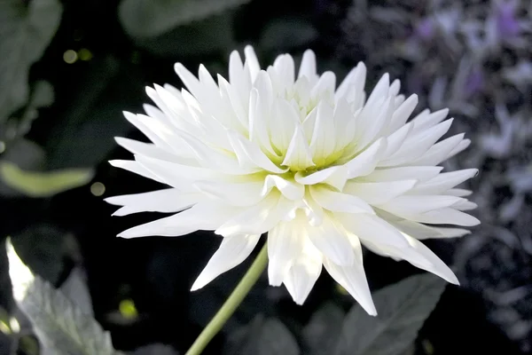 Crisântemo branco único — Fotografia de Stock