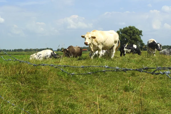 Close-up of cows enclosed in a field — Stock Photo, Image