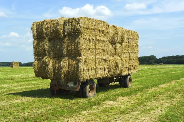 Тюки сена на прицепе, стоящем на травяном поле — стоковое фото