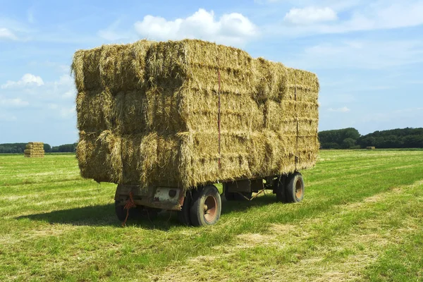 Fardos de heno en un remolque de pie en un campo de hierba —  Fotos de Stock