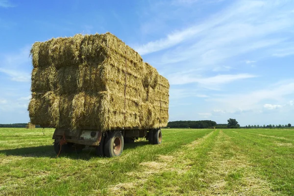 Balar hö på en trailer stående i solen — Stockfoto