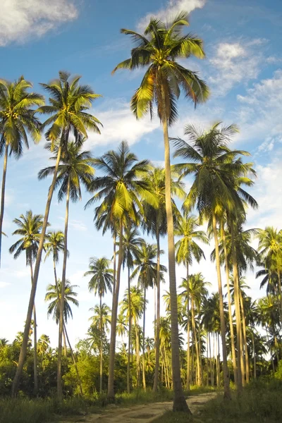 Een bos van palmbomen onder een blauwe lucht in Thailand — Stockfoto