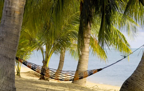 Hammock hanging between palm trees — Stock Photo, Image