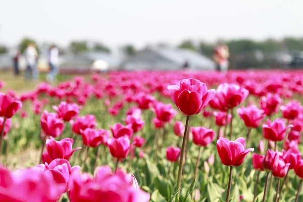 Touristes et tulipes — Photo