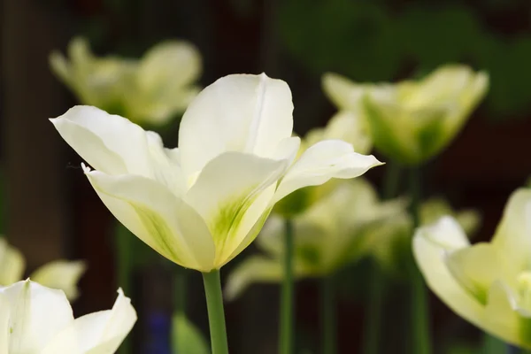 Tulipes blanches sur foncé — Photo