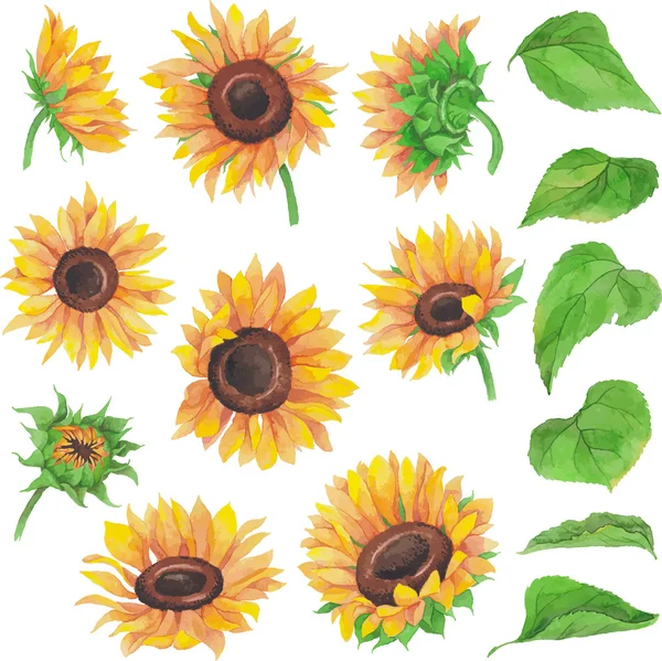 Acquerello Sunflower Pack Vettoriale Stock
