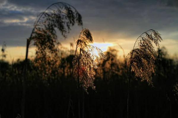 Some reed in the evening — Stock Photo, Image
