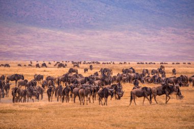 Ngorongoro krater Ulusal Parkı 'nda, Afrika' da, Tanzanya 'da vahşi yaşam safarisi sürüsü ve antiloplar..