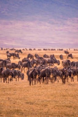 Herd of gnus and wildebeests in the Ngorongoro crater National Park, Wildlife safari in Tanzania, Africa. clipart