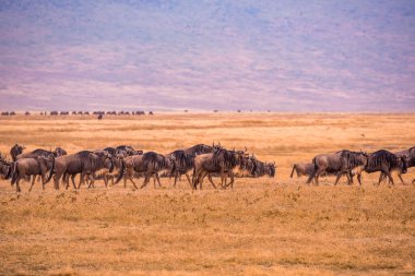 Ngorongoro krater Ulusal Parkı 'nda, Afrika' da, Tanzanya 'da vahşi yaşam safarisi sürüsü ve antiloplar..