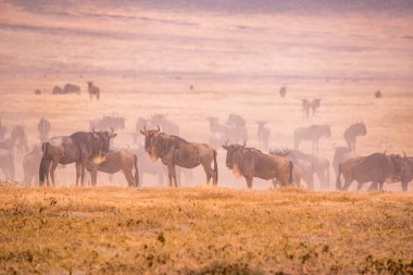 Ngorongoro krater Ulusal Parkı 'nda, Afrika' da, Tanzanya 'da vahşi yaşam safarisi sürüsü ve antiloplar..