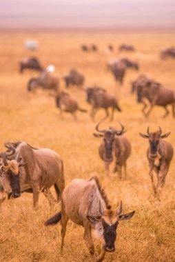 Ngorongoro krater Ulusal Parkı 'nda, Afrika' da, Tanzanya 'da vahşi yaşam safarisi sürüsü ve antiloplar..
