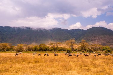 Ngorongoro krater Ulusal Parkı 'nda, Afrika' da, Tanzanya 'da vahşi yaşam safarisi sürüsü ve antiloplar..