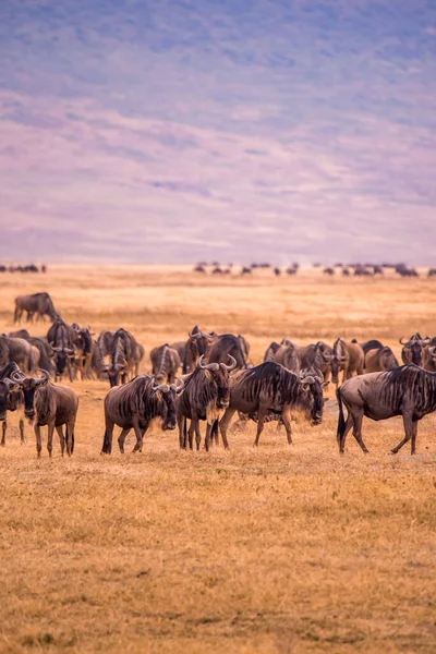 Ngorongoro Krater Ulusal Parkı Nda Afrika Tanzanya Vahşi Yaşam Safarisi — Stok fotoğraf