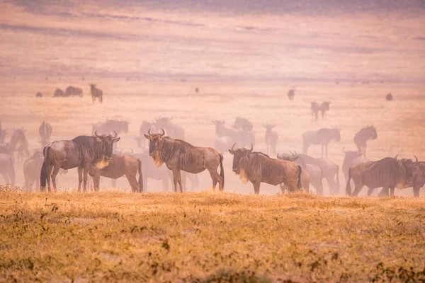 Ngorongoro Krater Ulusal Parkı Nda Afrika Tanzanya Vahşi Yaşam Safarisi — Stok fotoğraf