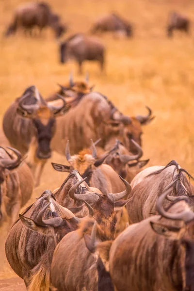 Ngorongoro Krater Ulusal Parkı Nda Afrika Tanzanya Vahşi Yaşam Safarisi — Stok fotoğraf