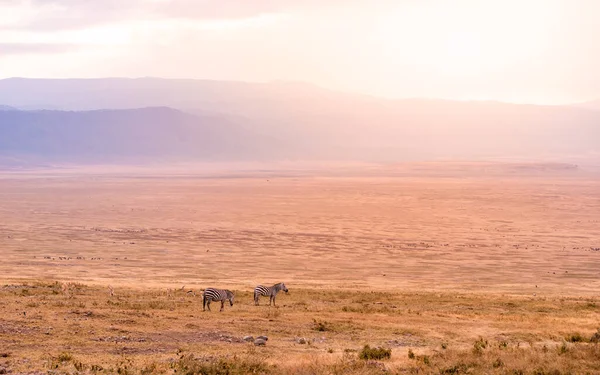 Herd Van Gnus Wilde Beesten Het Ngorongoro Krater National Park — Stockfoto