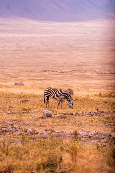 Troupeau Gnus Gnous Dans Parc National Cratère Ngorongoro Safari Animalier — Photo
