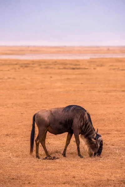 Ngorongoro Krater Ulusal Parkı Nda Afrika Tanzanya Vahşi Yaşam Safarisi — Stok fotoğraf