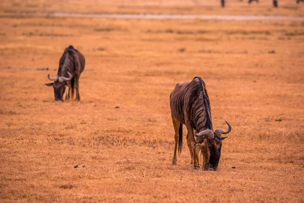 Ngorongoro Krater Ulusal Parkı Nda Afrika Tanzanya Vahşi Yaşam Safarisi — Stok fotoğraf