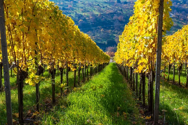 Struempfelbach Vineyards Weinstadt Region Beautiful Landscape Autum Close Stuttgart Baden — Stock Photo, Image