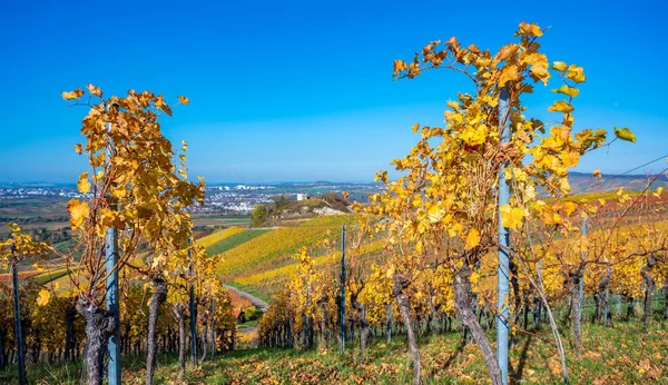 Struempfelbach Vineyards Weinstadt Region Beautiful Landscape Autum Close Stuttgart Baden — Stock Photo, Image