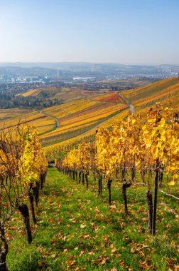 Stuttgart 'ta Kappelberg ve Rotenberg arasındaki üzüm bağları - Sonbaharda güzel manzara