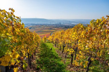 Stuttgart 'ta Kappelberg ve Rotenberg arasındaki üzüm bağları - Sonbaharda güzel manzara
