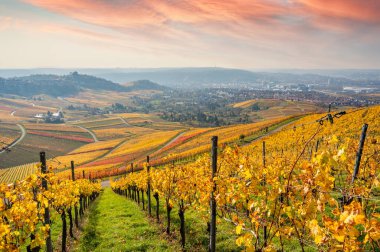 Stuttgart 'ta Kappelberg ve Rotenberg arasındaki üzüm bağları - Sonbaharda güzel manzara