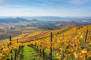 Stuttgart 'ta Kappelberg ve Rotenberg arasındaki üzüm bağları - Sonbaharda güzel manzara