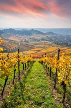 Stuttgart 'ta Kappelberg ve Rotenberg arasındaki üzüm bağları - Sonbaharda güzel manzara