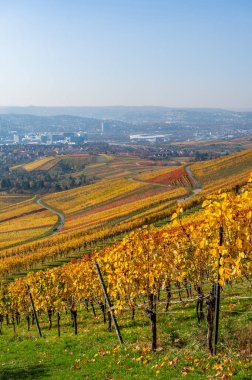 Stuttgart 'ta Kappelberg ve Rotenberg arasındaki üzüm bağları - Sonbaharda güzel manzara