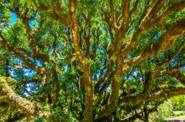 Laurasilva Ağaç Ormanı - Fanal Vereda, PR13, Paul da Serra, Seixal - Madeira, Portekiz