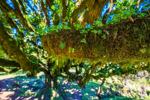 Llaurasilva Tree Forest Vereda Fanal Pr13 Paul Serra Seixal Madeira — стокове фото